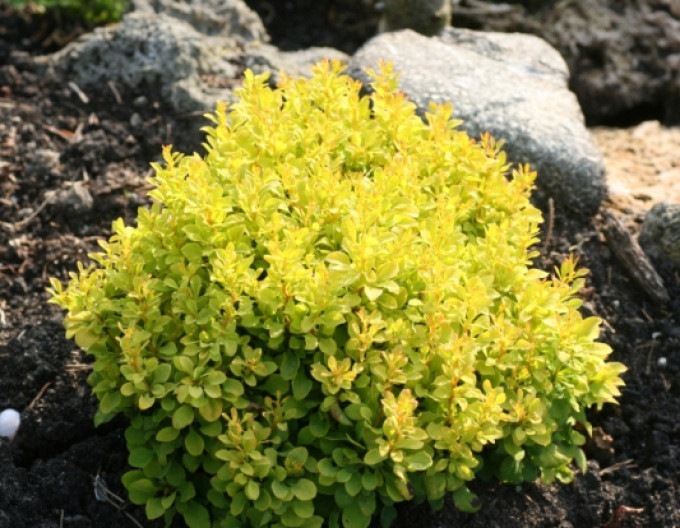 Berberitze „Tiny Gold“ 5l