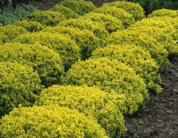 Berberitze „Tiny Gold“ 5l