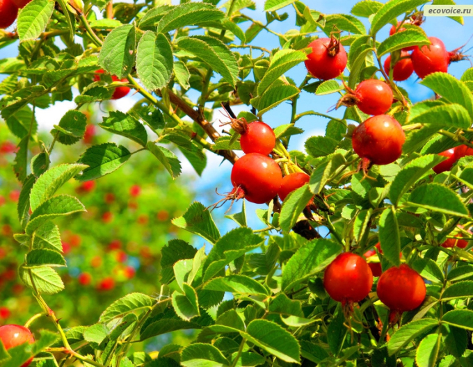 Rose (Apfel) Karpathia