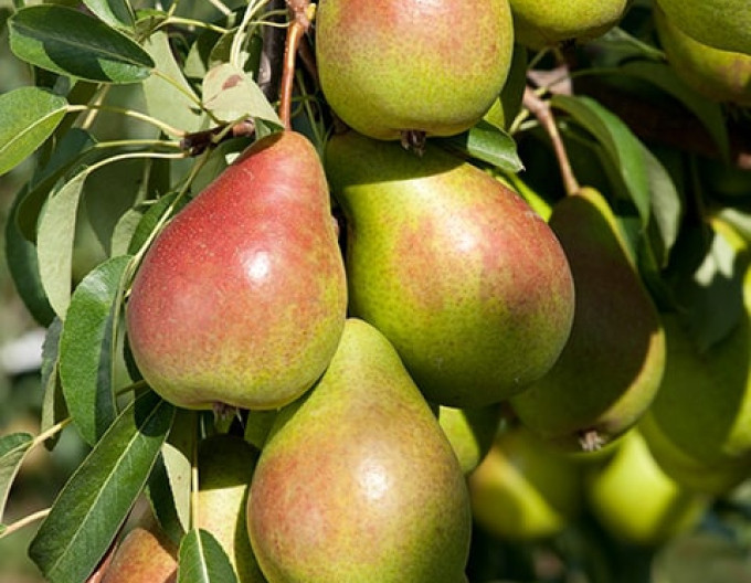 Zwergbirne „Gute Luise“ (Herbstsorte) auf Quitte, 5l