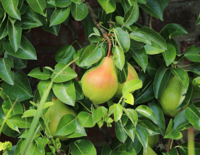 Zwergbirne „Gute Luise“ (Herbstsorte) auf Quitte, 5l