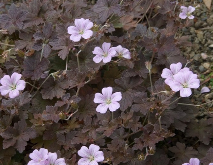 Storchschnabel „Dusky Crug“