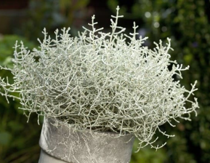 Silberdraht „Whimsy Silver“