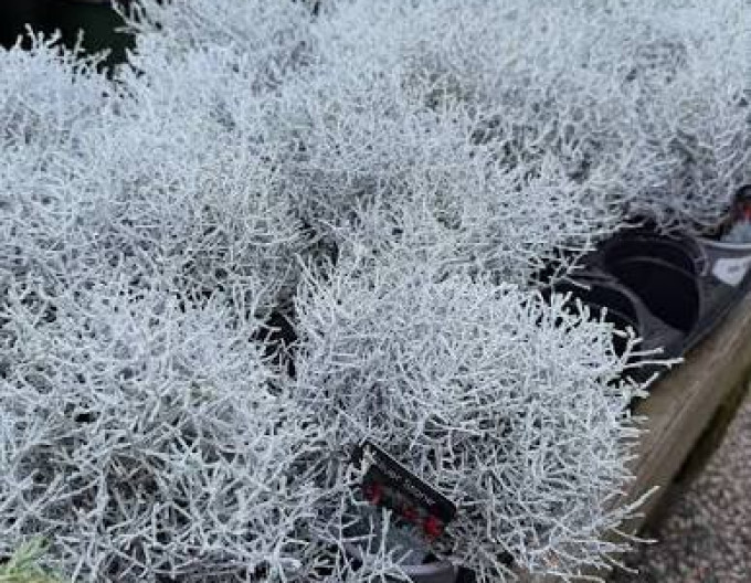 Silberdraht „Whimsy Silver“