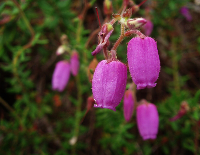Irische Heide„Ramona“
