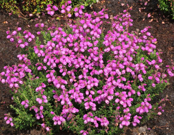 Irische Heide „Rieke“