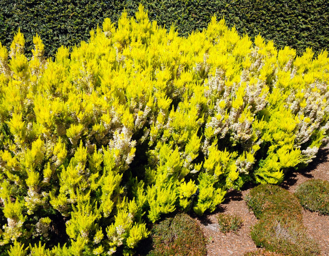 Baumheide  „Albert’s Gold“