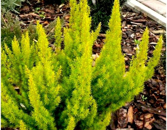 Baumheide  „Golden Joy“