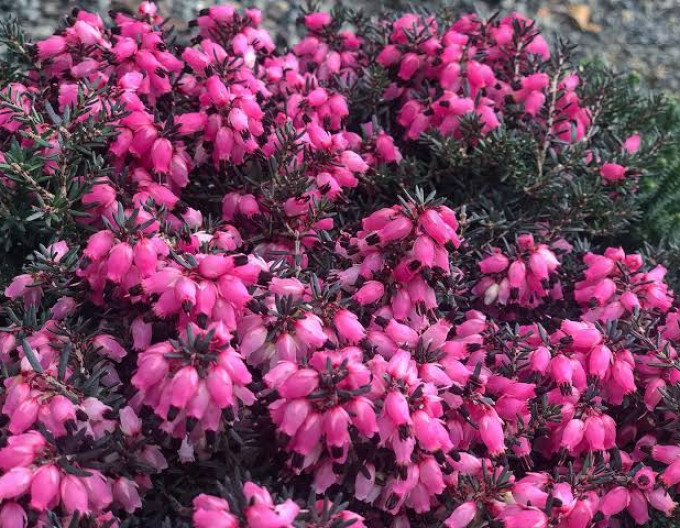 Darley-Heide „Pink Harmony“