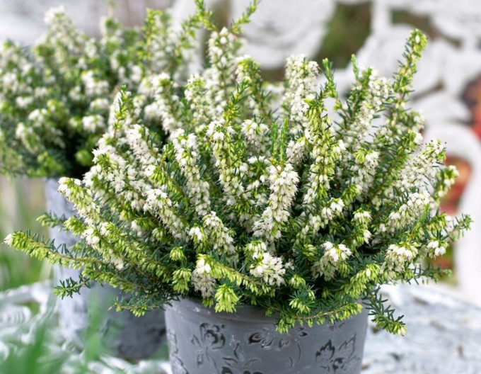 Darley-Heide „White Spring Surprise“