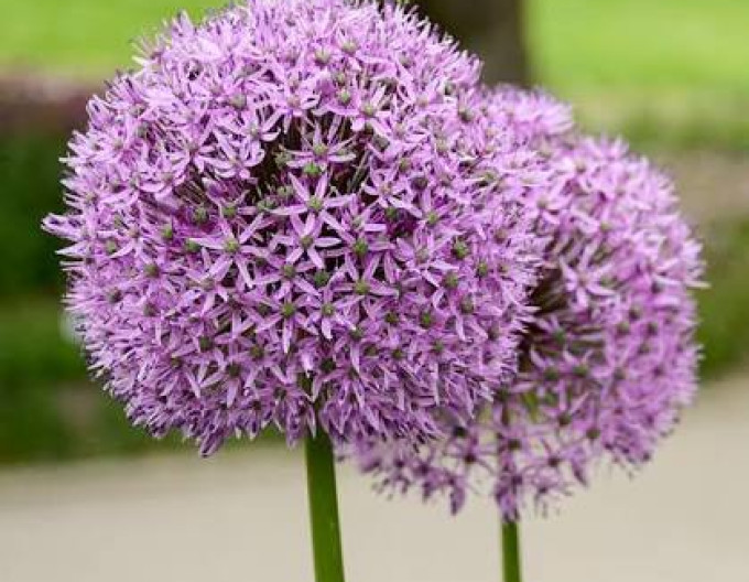 Zierknoblauch „Christophii“