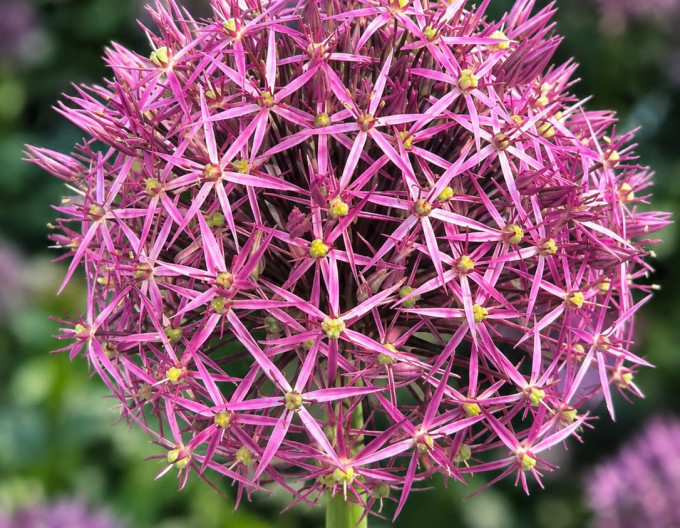 Zierknoblauch „Christophii“