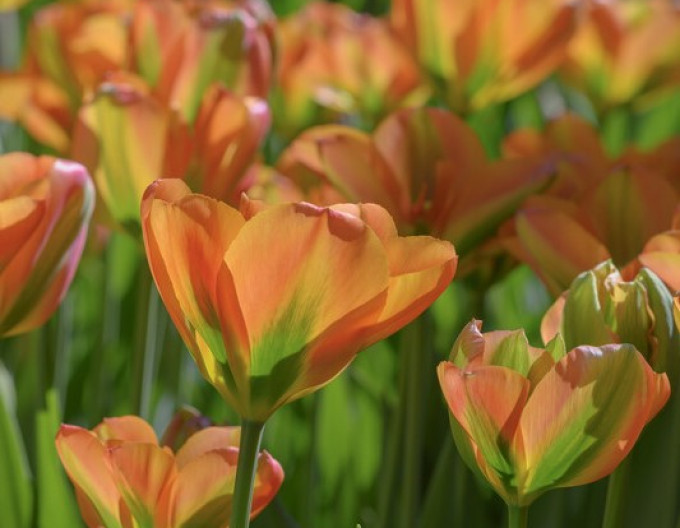 Grünblühende Tulpe (Viridiflora) „Orange Marmelade“