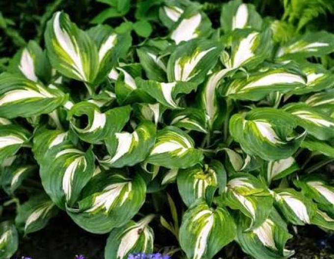Hosta  „Mediovariegata“