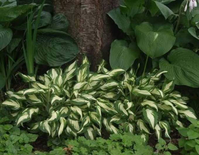 Hosta  „Mediovariegata“