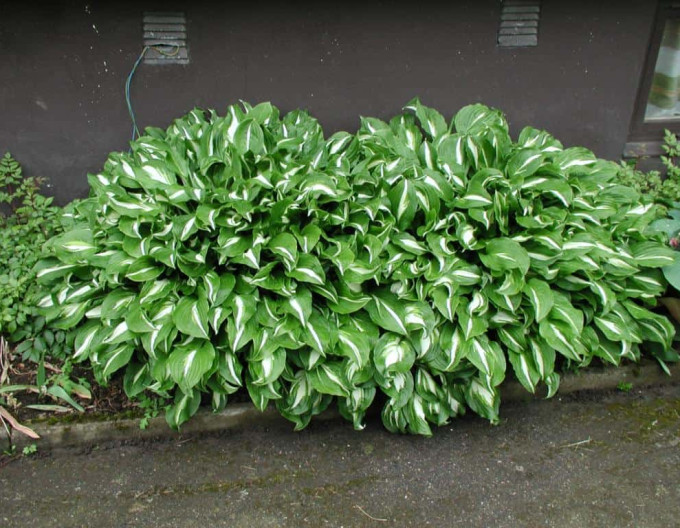 Hosta  „Mediovariegata“