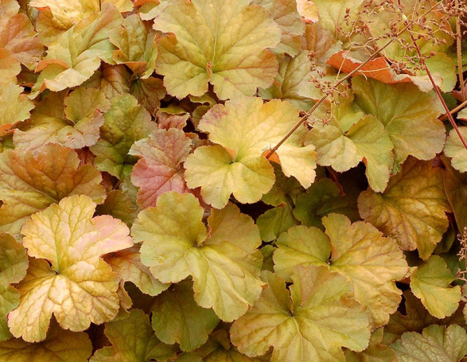 Heuchera „Northern Exposure Amber“