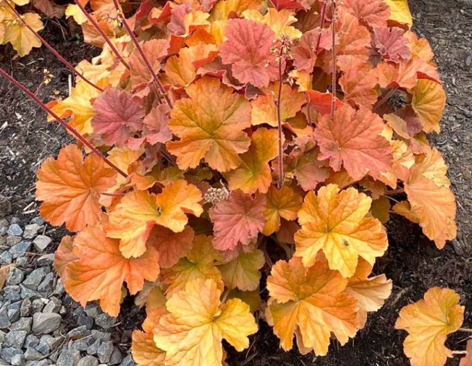 Heuchera „Northern Exposure Amber“
