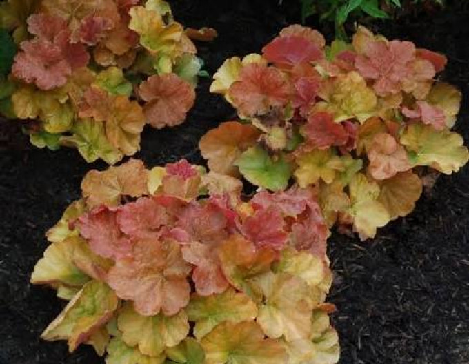 Heuchera „Northern Exposure Amber“