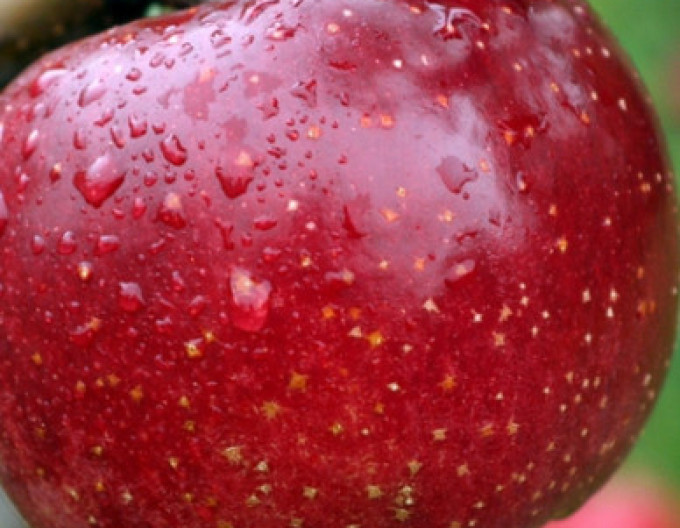 Apfelbaum „James Grieve Red“ auf  A2, wurzelnackt