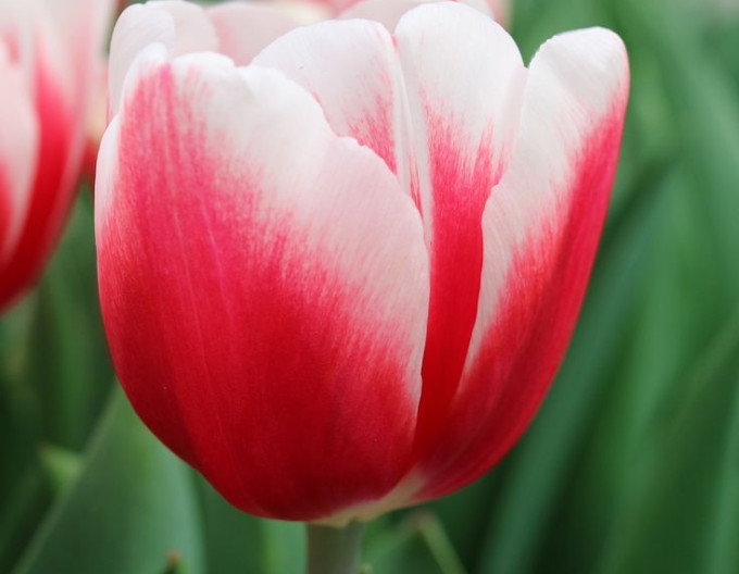 Tulpe „Triumph“ ‚Timeless‘