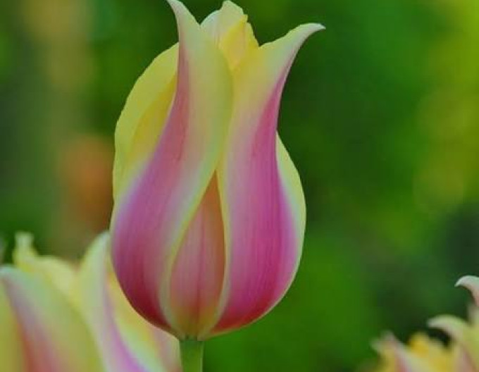 Tulpe „Triumph ‘Blushing Lady’“