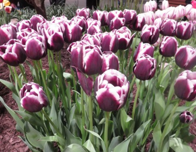 Tulpe „Triumph ‚Jackpot‘“
