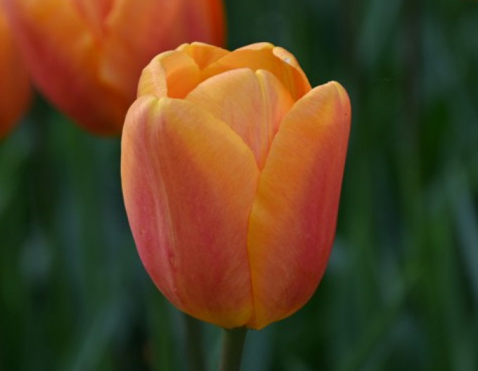 Tulpe „Triumph ‚Worlds Friend‘“