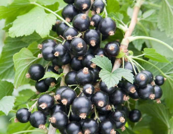 Schwarze Johannisbeere „Otelo“, Hochstämmchen, wurzelnackt