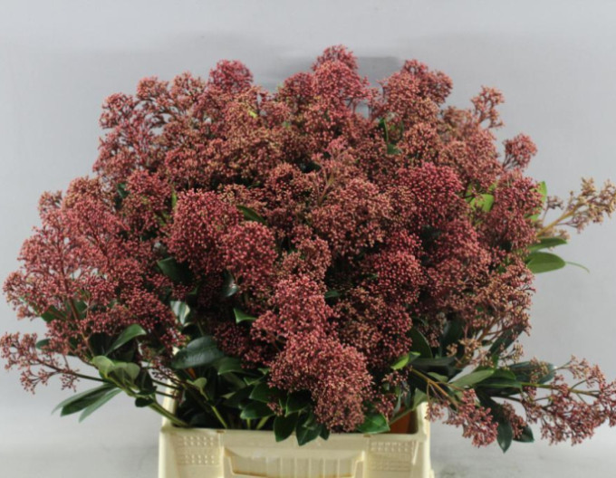 Japanische Skimie ‚Rubella‘ 2 l