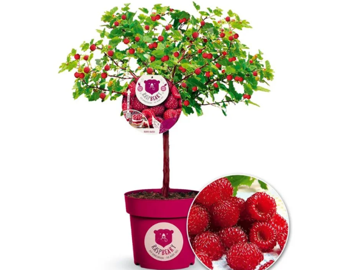 Brombeere Hara
