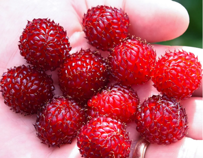 Brombeere Hara