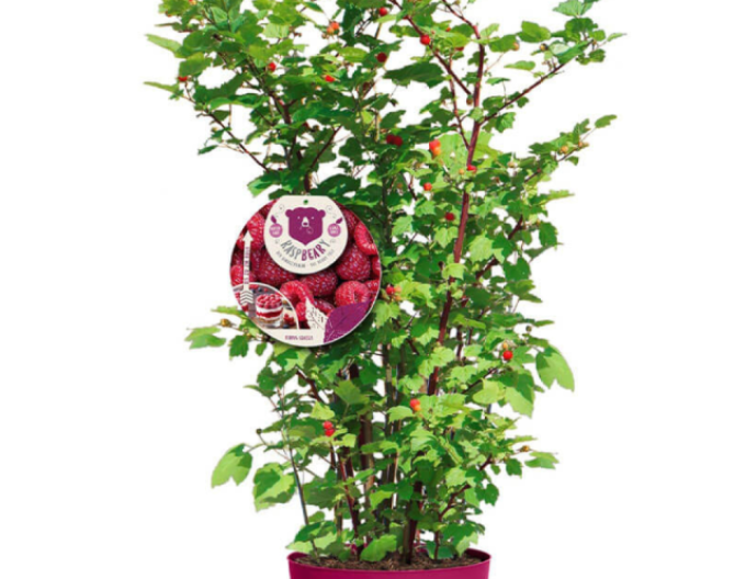 Brombeere Hara