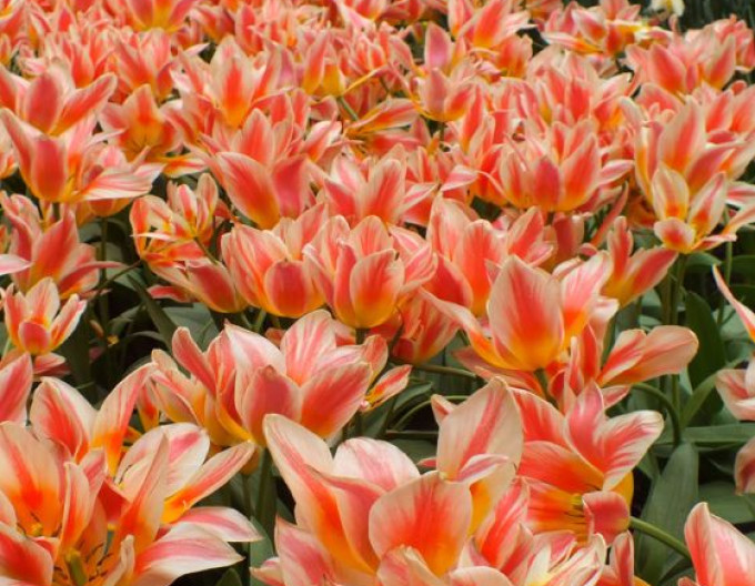 Greigi-Tulpe ‚Quebec‘