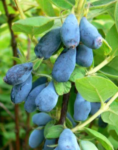 Sibirische Blaubeere Wojtek