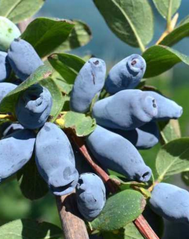 Sibirische Blaubeere Aurora