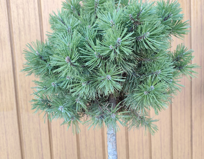 Waldkiefer Sherwood Compact auf Stämmchen