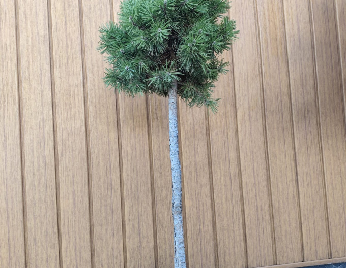 Waldkiefer Sherwood Compact auf Stämmchen