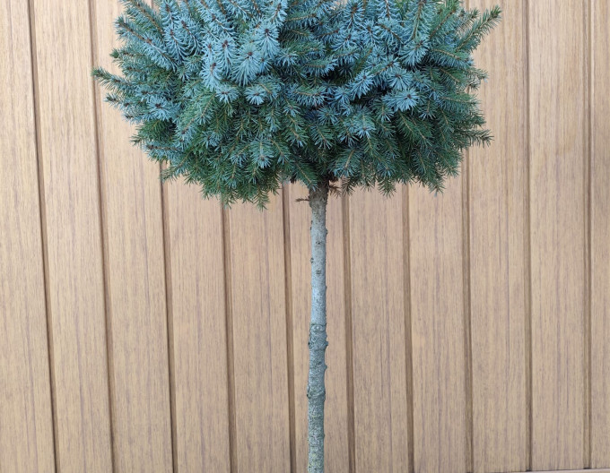 Fichte omorica Alexandra am Stämmchen