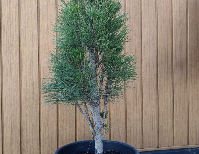 Pinus niger Fastigiata