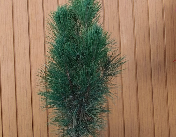 Schwarzkiefer  Zimmer II