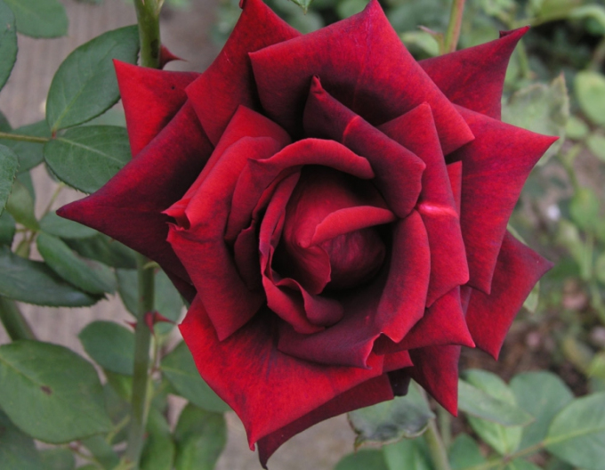 Rose Jozef Klimeš
