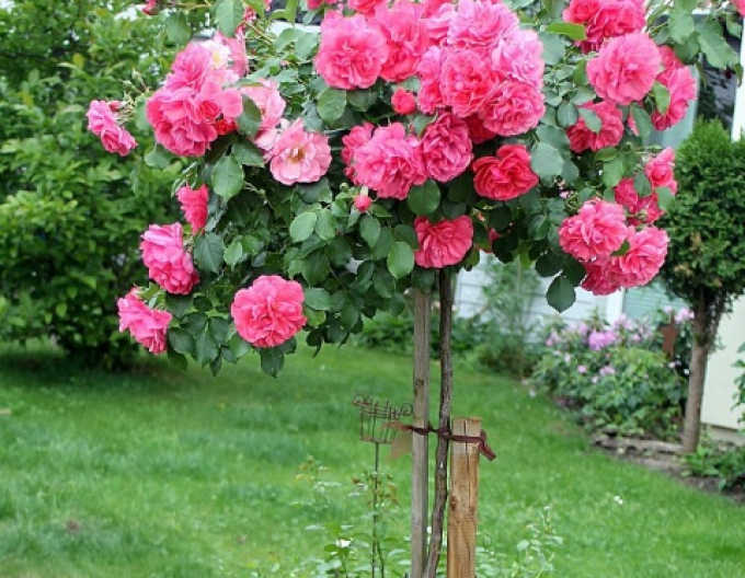 Stammrose Rosarium Uetersen