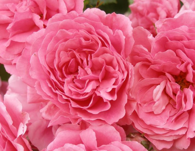 Stammrose Rosarium Uetersen