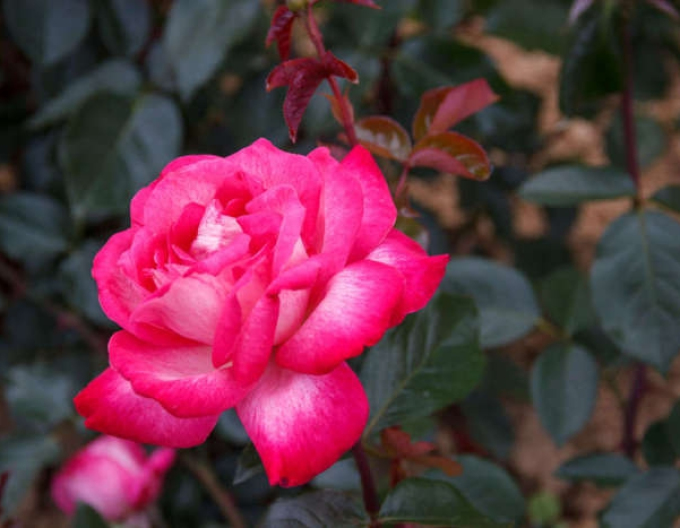 Stammrose "Gaujarde"
