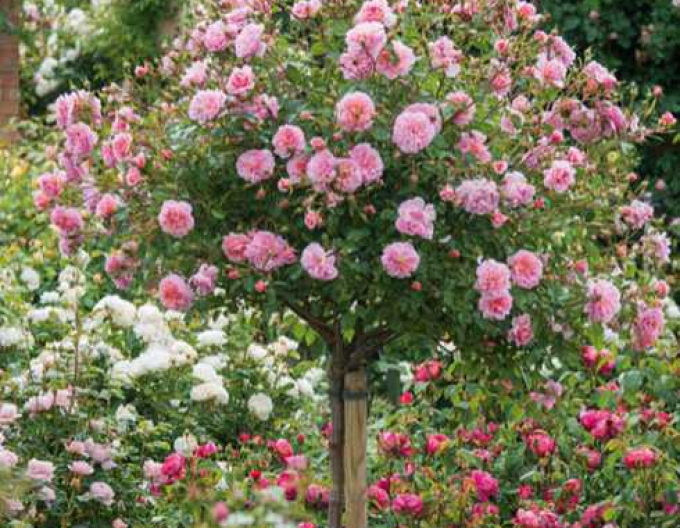 Rose "The Fairy"