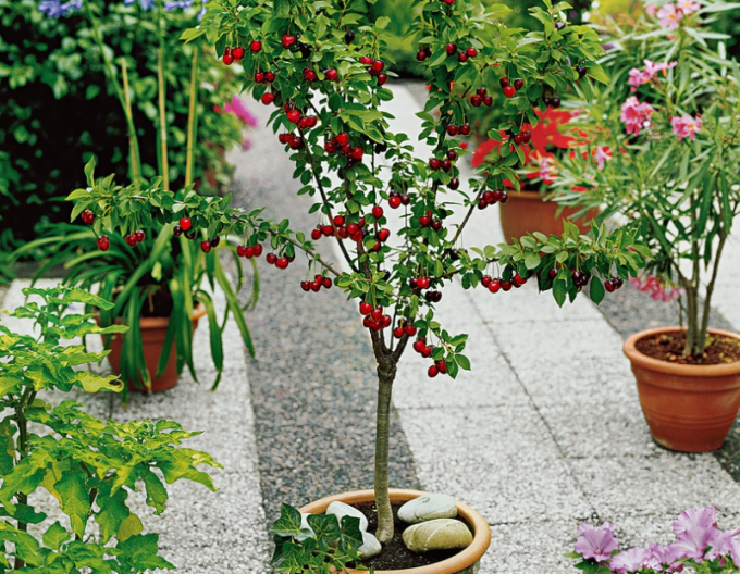 Kirsche Garden Bing