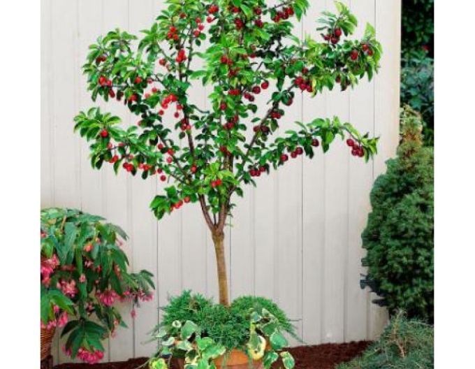 Kirsche Garden Bing