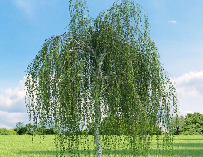 Gemeine Birke