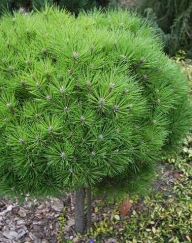 Schwarzkiefer "Bambino"